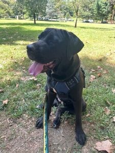 Charlotte #3 Black Labrador Retriever Mix Female 2 Years Old ID #3501