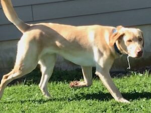 Yellow Labrador Retriever