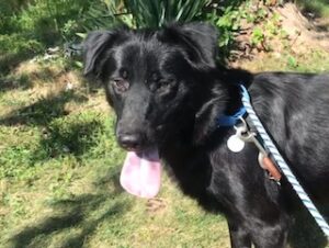 Black Labrador Retriever Mix