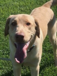 Yellow Labrador Retriever