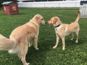 Yellow Labrador Retriever