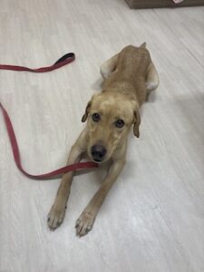 Yellow Labrador Retriever