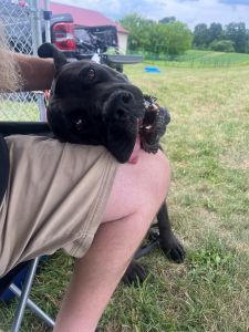 lab mix