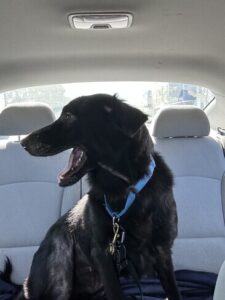 Black Labrador Retriever Mix