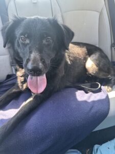 Black Labrador Retriever Mix