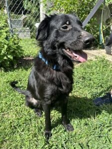 Black Labrador Retriever Mix