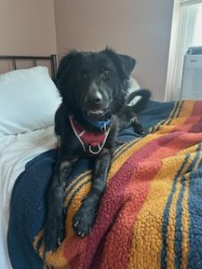 Black Labrador Retriever Mix