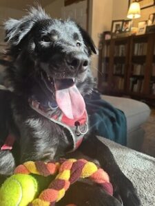 Black Labrador Retriever Mix