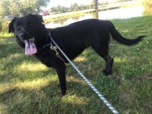 Black Labrador Retriever Mix
