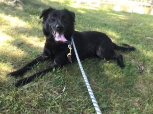 Black Labrador Retriever Mix