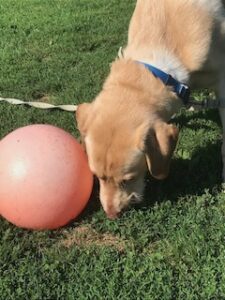 Yellow Labrador Retriever