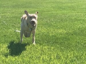 Yellow Labrador Retriever