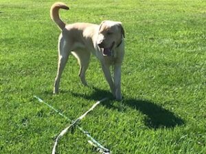 Yellow Labrador Retriever