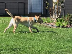 Yellow Labrador Retriever
