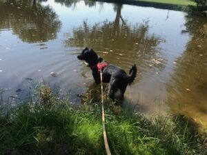 Black Labrador Retriever Mix