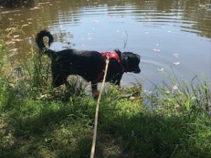 Black Labrador Retriever Mix