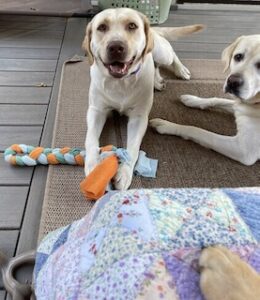 Yellow Labrador Retriever