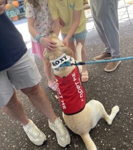 Yellow Labrador Retriever