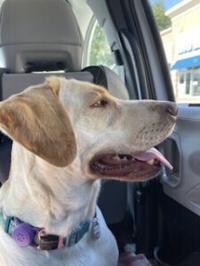 Yellow Labrador Retriever