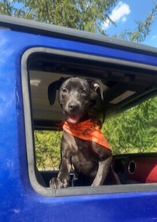 Black Labrador Retriever Mix