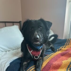 Black Labrador Retriever Mix