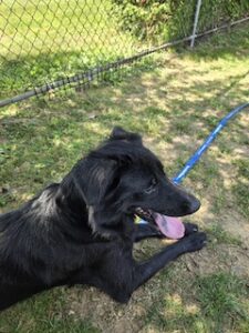 Black Labrador Mix