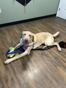 Yellow Labrador Retriever