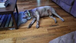 Chocolate Labrador Retriever