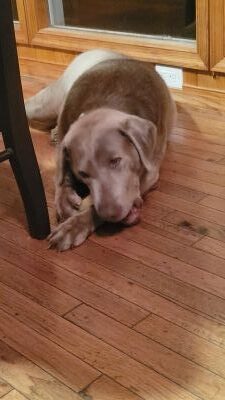 Chocolate Labrador Retriever