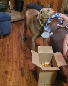 Chocolate Labrador Retriever