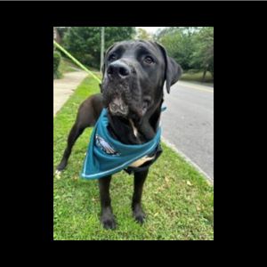lab mix