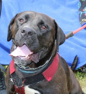 Charlotte #3 Black Labrador Retriever Mix Female 2 Years Old ID #3501
