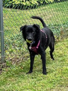 Black Labrador Retriever Mix