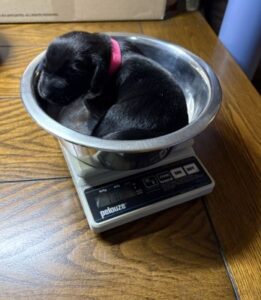 Labrador Retriever Mix