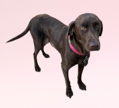 chocolate lab mix