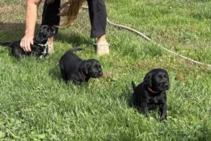 black puppies