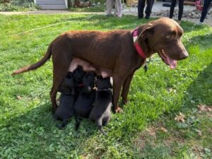 chocolate labrador retriever
