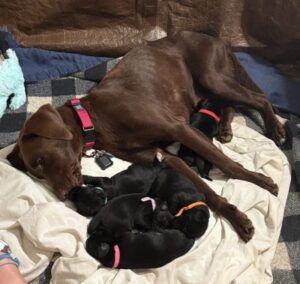 Labrador Retriever Mix