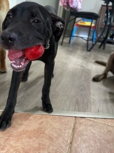 Black Labrador Retriever Mix