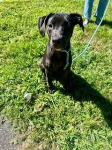 Black Labrador Retriever Mix