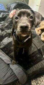 Black Labrador Retriever Mix