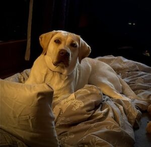 Yellow Labrador Retriever