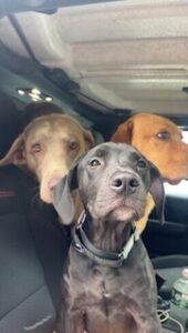 Black Labrador Retriever Mix