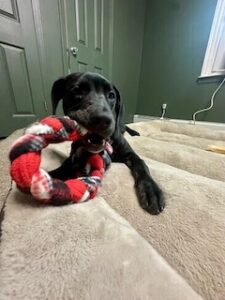 Black Labrador Retriever Mix