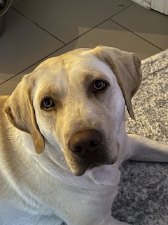 Yellow Labrador Retriever