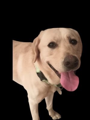 Yellow Labrador Retriever