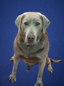 Silver Labrador Retriever