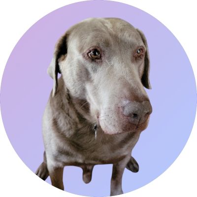 Silver Labrador Retriever