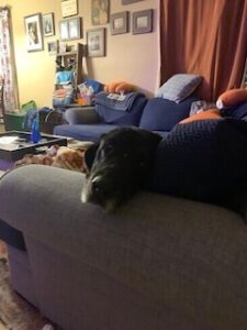 Black Labrador Retriever