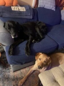 Black Labrador Retriever